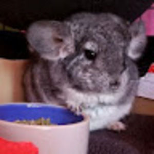 Meet your Posher, Angelica